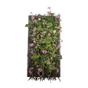 Short Pink Mandevilla Trellis